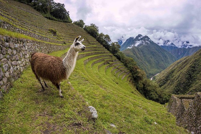 2-Day Short Inca Trail to Machu Picchu - Huayna Picchu if you want the steep option