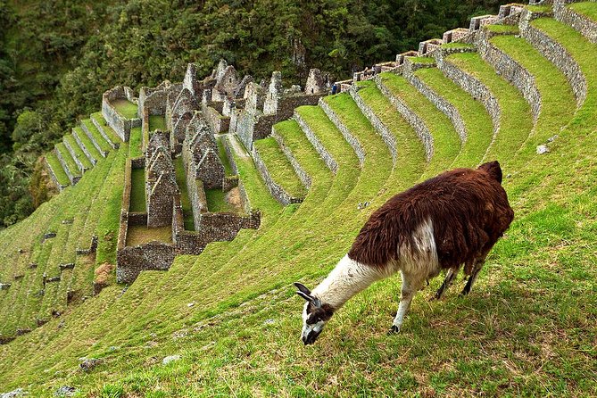 2 Day - Short Inca trail to Machu Picchu - Private Services - Day 2: sunrise at the gates, guided complex walk, then free exploring