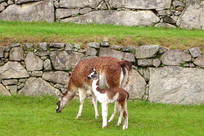 2 Day - Tour to Machu Picchu from Cusco - Group Service - Day 2: Machu Picchu sunrise, bus ride, and your guided walk