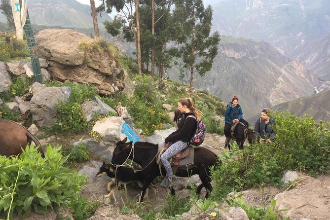 2 Day Trek Including Transfer to Puno / Colca Canyon - The transfer to Puno: fast route, big altitude change