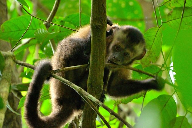 3-Day Eco-Sustainable Private Tour Manu National Park - Wildlife spotting with real gear, not just good intentions