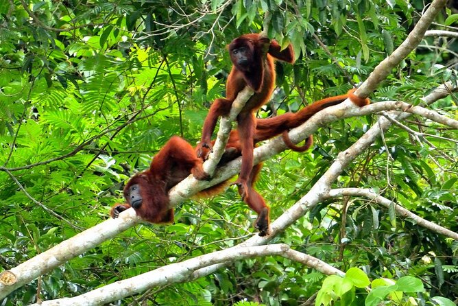 3-Day Eco-Sustainable Private Tour Manu National Park - Price and value: is $389 per person fair for this 3-day private tour?