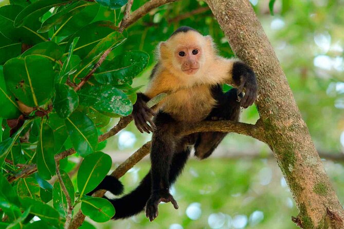 4 Day Tambopata Jungle Tour with Local Guide - Key things to know before you go