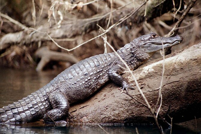 4 Day Tambopata Jungle Tour with Local Guide - Night alligator and caiman spotting, done the jungle way