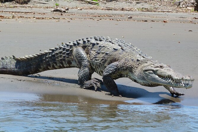 4 Day Tambopata Jungle Tour with Local Guide - Local family visit and fishing: culture, then piranha stories