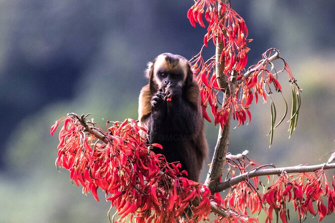 4 Day Tour to the Manu National Park - Quick highlights you will feel on this Manu trip