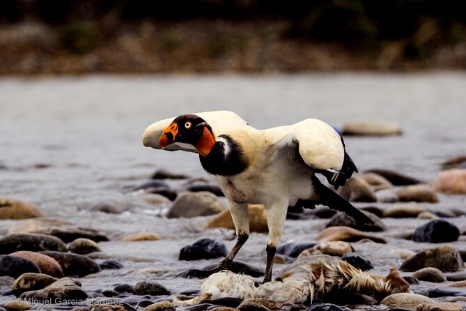 4 Day Tour to the Manu National Park - Cloud forest spotting, orchids and the rooster of the rock