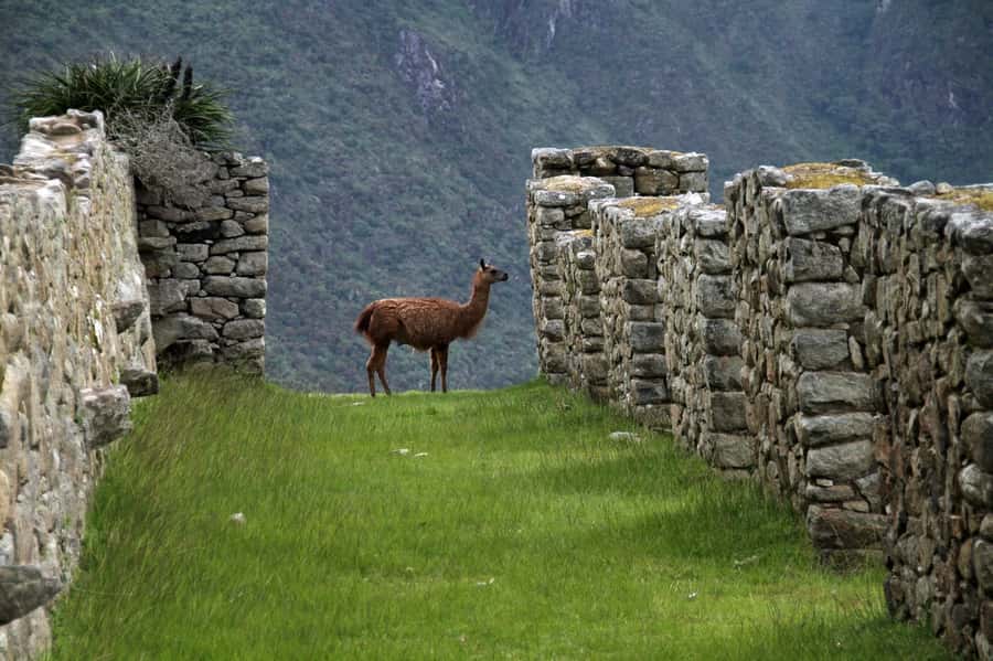 5-Day Classic Salkantay Trek to Machu Picchu return by Train - Day 2: Abra Salkantay views, then descent to Colpapampa domes
