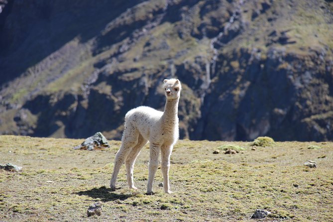 5 Day - Salkantay trek to Machu Picchu - Group Service - Day 3: Upper jungle trekking to La Playa, plus optional hot springs