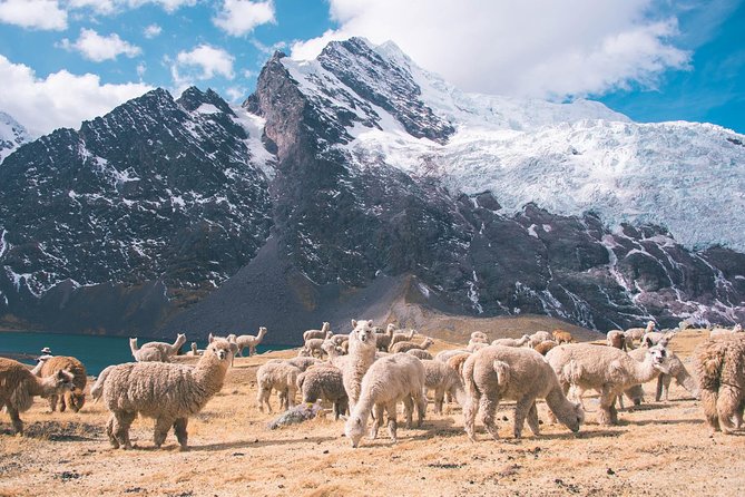6 day Rainbow Mountain x Ausangate Trek - FlashpackerConnect - Pace, altitude, and what you need to be comfortable with