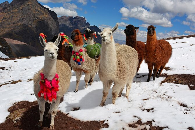 6-Day Tour of Cusco Magico-Machu Picchu-Rainbow Mountain - Machu Picchu day: bus up, a 3-hour guided tour, then train back