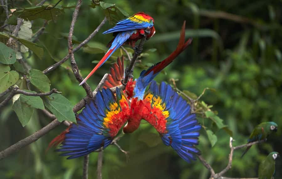 Amazonas Manu Cultural Zone 4 Days / 3 Nights - Ajanaco to Cloud Forest Hike: The Trip’s Best “Start Up” Moment