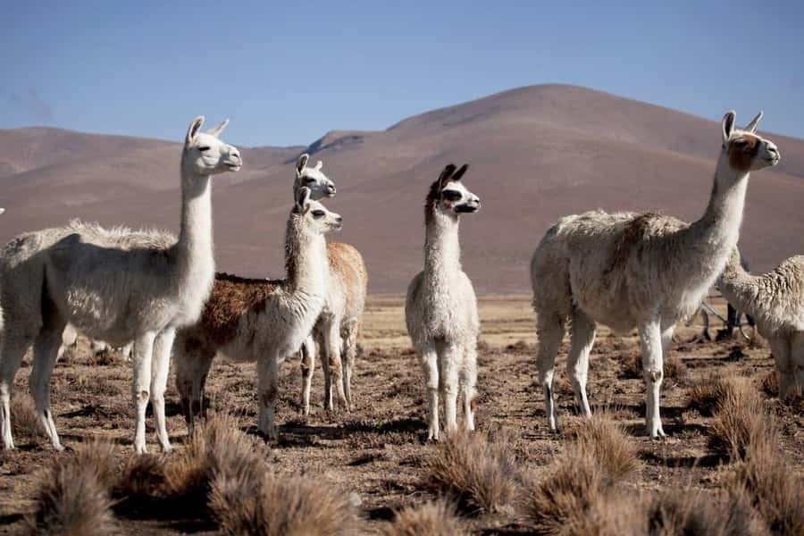 Arequipa: 2-Day Colca Canyon Classic Tour return to Arequipa - Chacapi thermal baths and folkloric dinner, with extra costs in mind