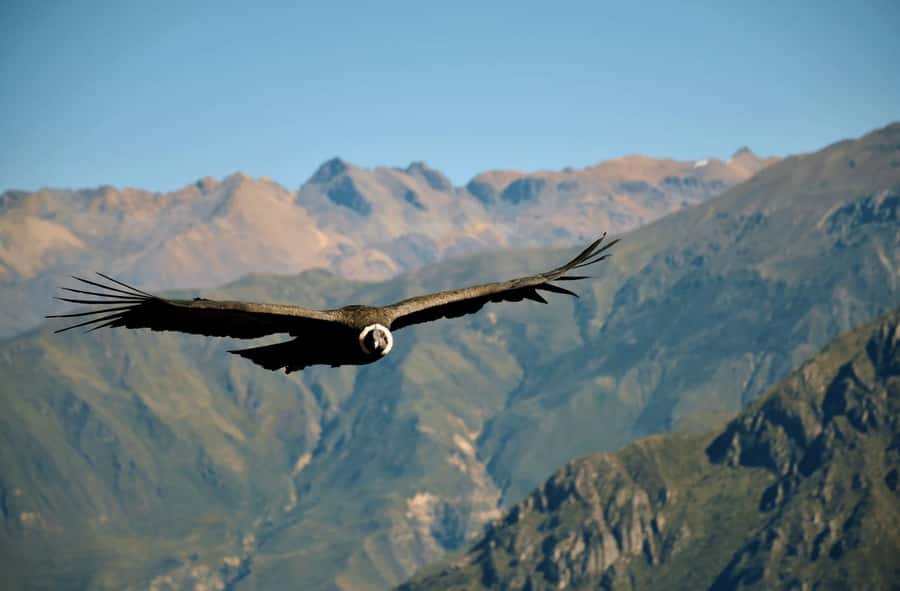 Arequipa: 2-Day Colca Canyon Classic Tour return to Arequipa - FAQ