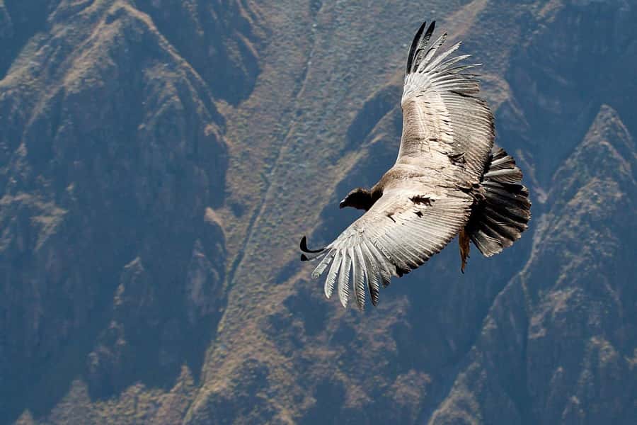 Arequipa: 2-day Colca Canyon Trekking, Ending in Puno - Day 2 afternoon and evening: volcano viewpoints, llama variety, Lagunillas, and arriving near Plaza de Armas
