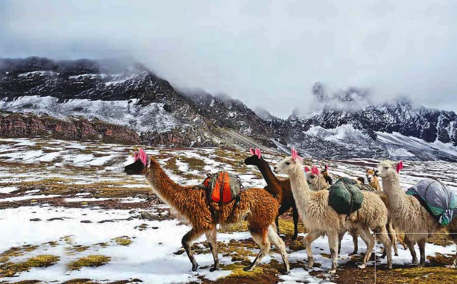 Arrive before the crowd to the Mountain in private service - Red Valley Option and the Valle Rojo Pitumarca Rio Rojo Photo Break