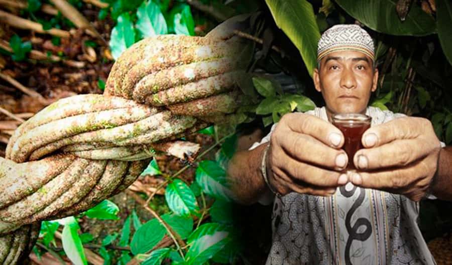 Ayahuasca Ceremony 1 Day in Cusco - San Pedro Wachuma, not ayahuasca: what this Cusco ceremony really is