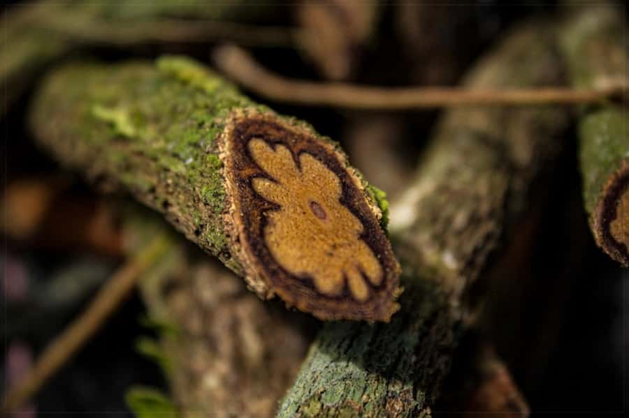Ayahuasca Ceremony 1 Day in Cusco - The 7-hour label versus the one-night flow you should expect