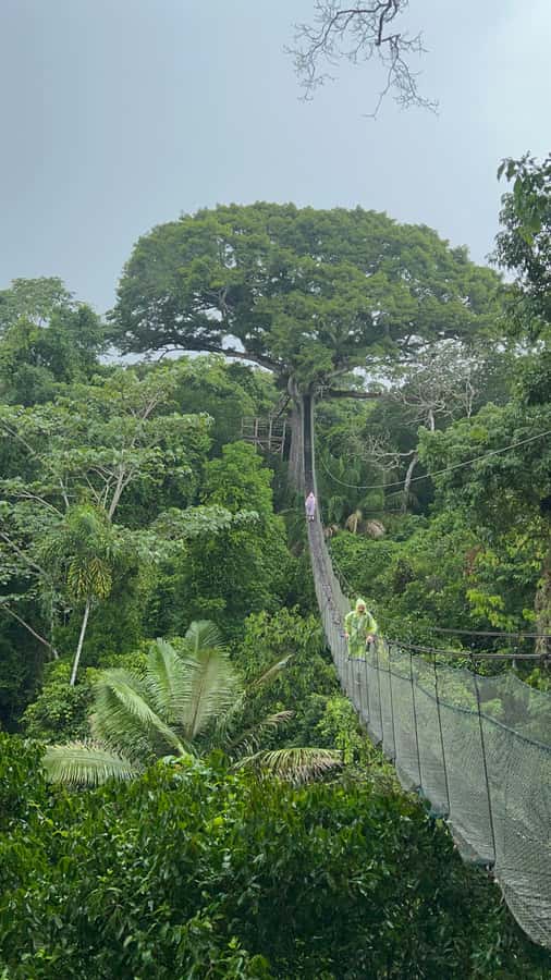 Canopy Tower, Zipline, Kayak, and Monkey Island … - Key things to know before you go