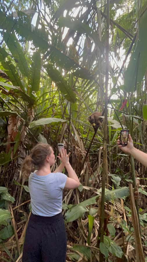 Canopy Tower, Zipline, Kayak, and Monkey Island … - Canopy views, canopy bridge, and the zipline setup