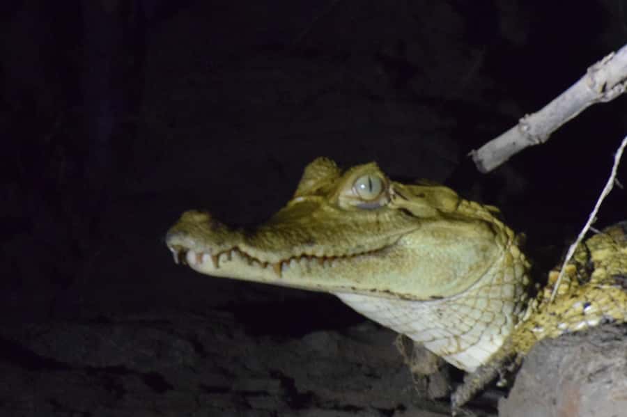 Capibara and caiman search on the Tambopata river - Should you book this Tambopata capibara and caiman search?