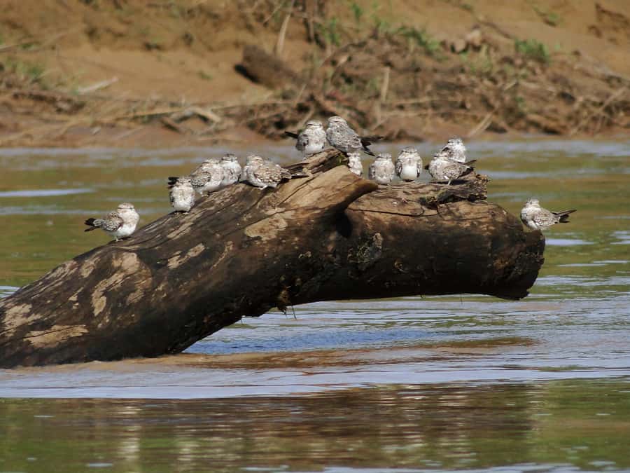 Capibara and caiman search on the Tambopata river - How the guide turns spotting into learning (Sergio’s animal notes)