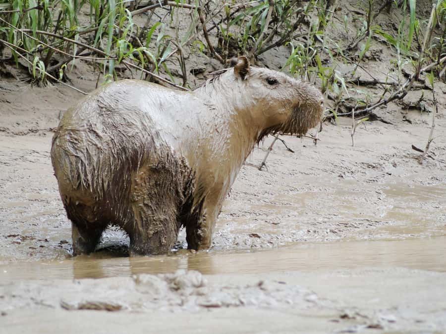 Capibara and caiman search on the Tambopata river - Dry season beach time and the chance to search for turtle nests