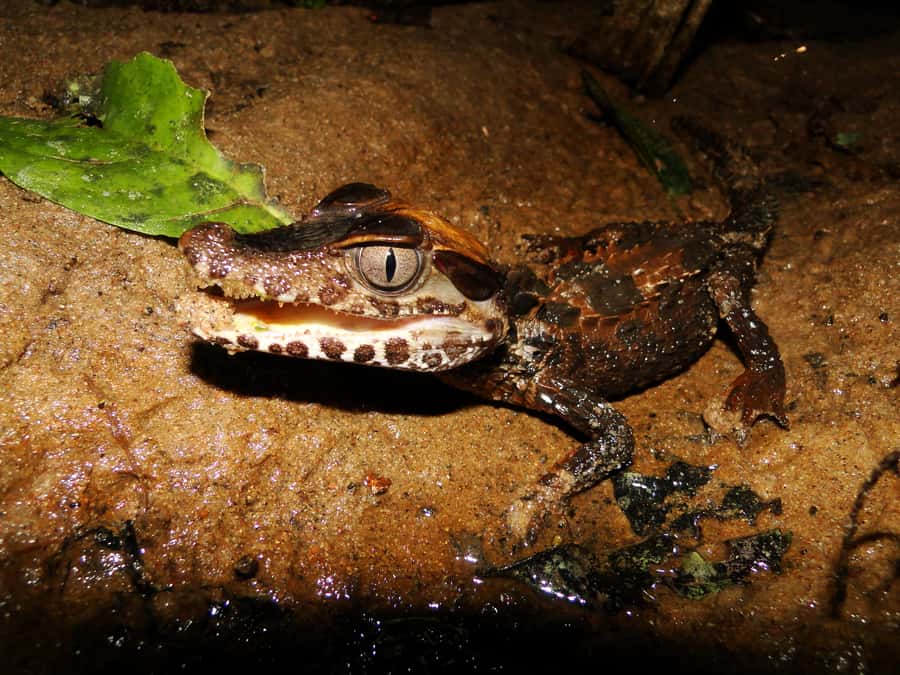 Capibara and caiman search on the Tambopata river - Itineraries on paper vs. how the evening actually runs