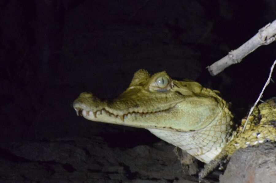 Capibara and caiman search on the Tambopata river - Who this tour is best for