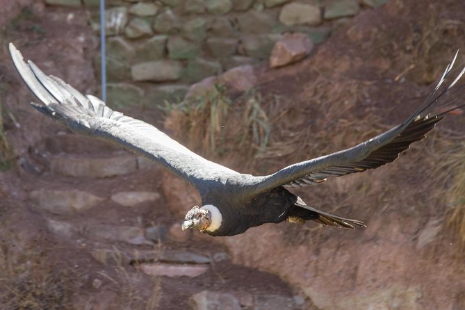 Cochahuasi Animal Sanctuary® Admission Ticket - Key highlights you can count on