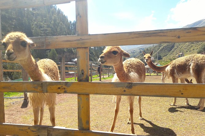 Cochahuasi Animal Sanctuary® Admission Ticket - Cochahuasi Sanctuary is a short outing with real meaning
