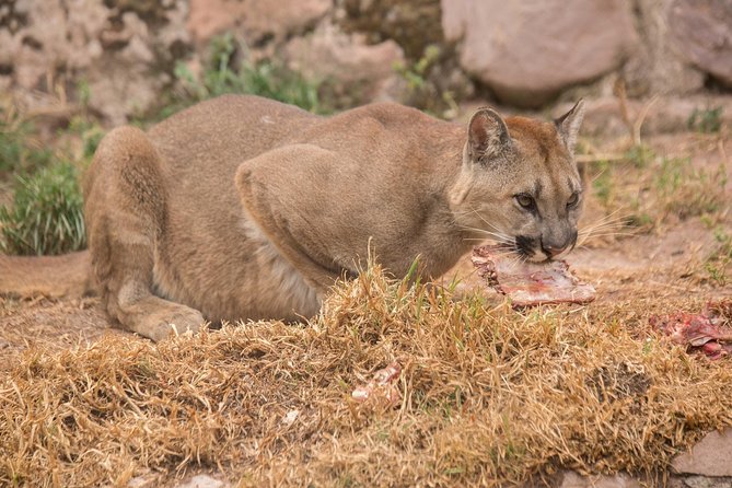 Cochahuasi Animal Sanctuary® Admission Ticket - The guide makes or breaks it, so choose your questions