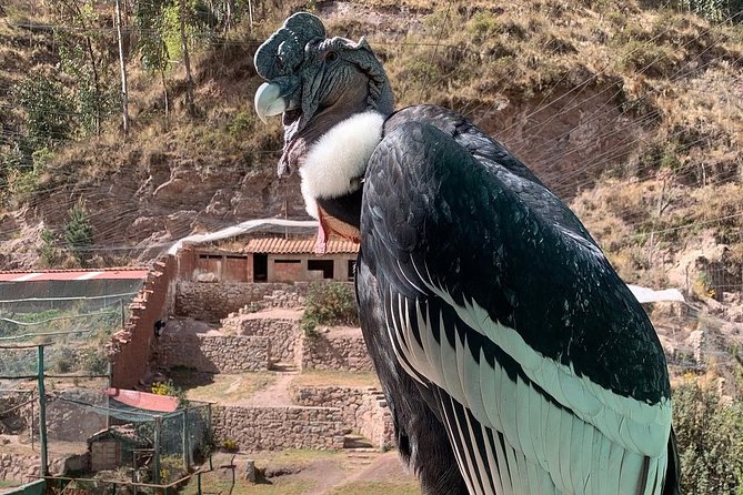 Cochahuasi Animal Sanctuary® Admission Ticket - Real examples of recovery work you might hear about