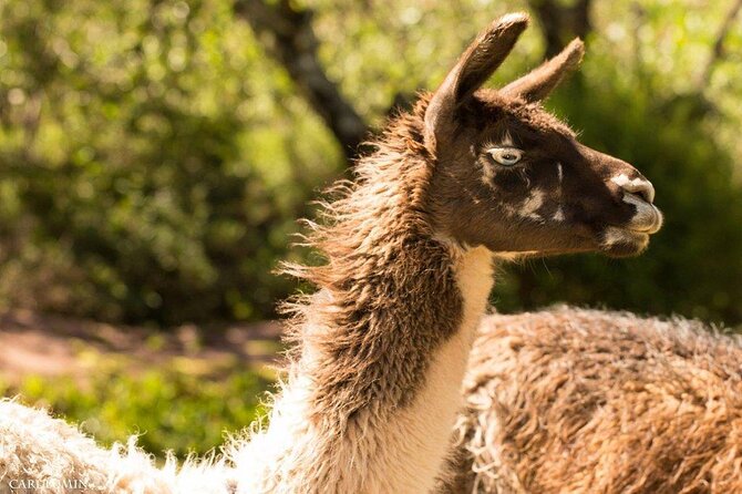 Cochahuasi Animal Sanctuary® Admission Ticket - Price and value: a $10 ticket that comes with a guide