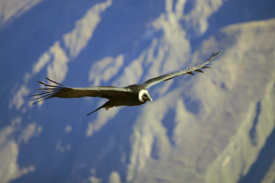 Colca Canyon: 2-Day Tour from Arequipa to Puno - A 2-day Colca Canyon tour that actually connects the dots