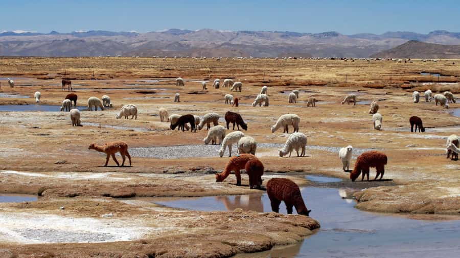 Colca Canyon: 2-Day Tour from Arequipa to Puno - Continuing to Puno, Lake Titicaca with a highland drive in between