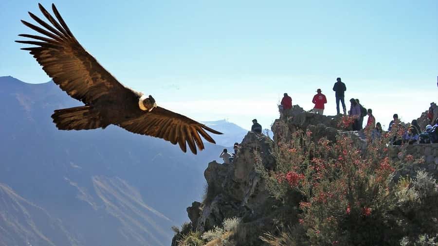 Colca Canyon Day Trip: From Arequipa to Puno - Chacapi hot springs: a scenic break from all the staring