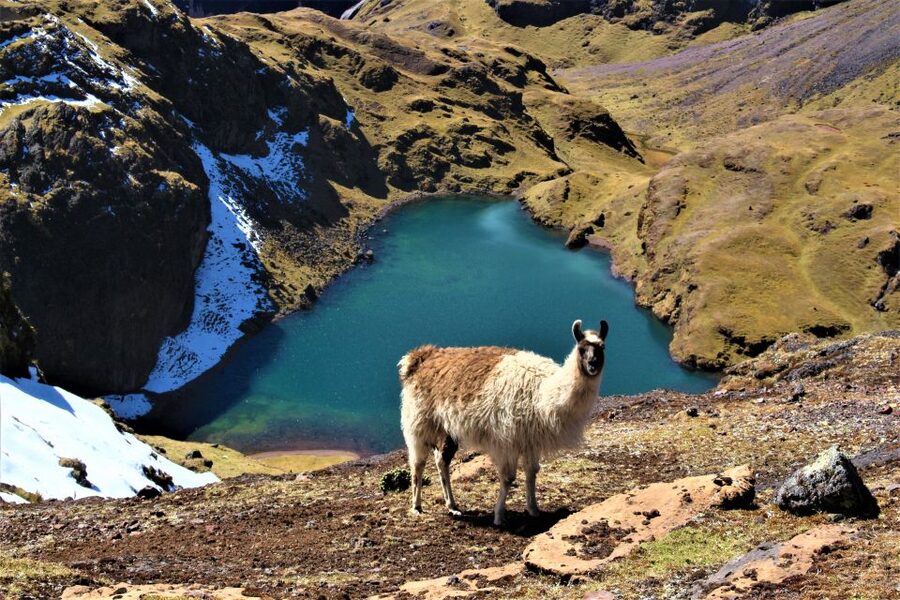 Cusco: 4-Day Lares Trek to Machu Picchu with Panoramic Train - Day 4: Sunrise Machu Picchu, Guided Landmarks, and the Vistadome Return