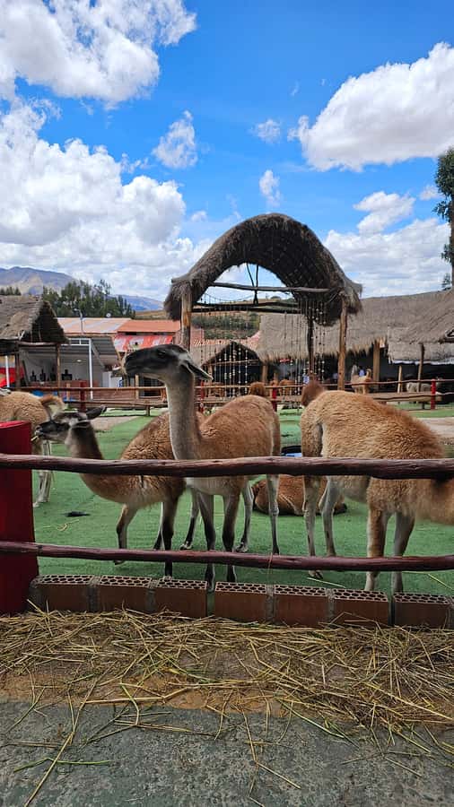 Cusco: Alpaca and Llama Farm Tour w/ Transfer & Weaving Demo - From Cusco to Manos de la Comunidad in about 20 minutes