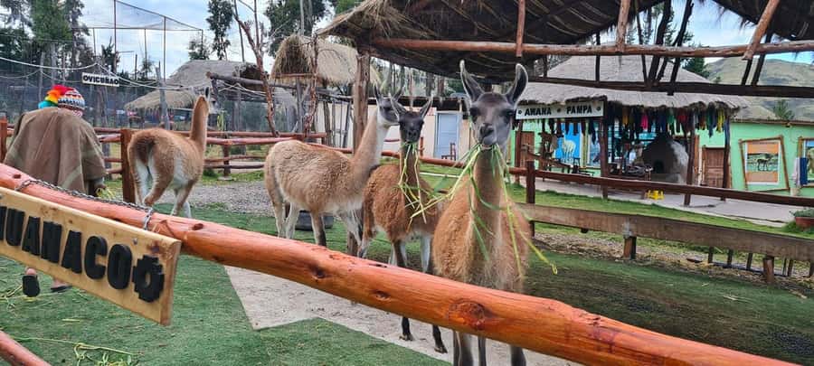 Cusco: Alpaca and Llama Farm Tour w/ Transfer & Weaving Demo - The Inca-era camelid story, explained without the lecture vibe