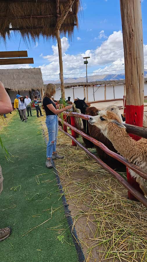 Cusco: Alpaca and Llama Farm Tour w/ Transfer & Weaving Demo - Weaving demonstration: textiles, fibers, and what to look for