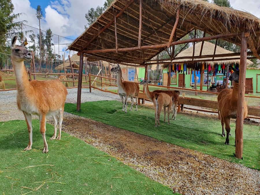 Cusco: Alpaca and Llama Farm Tour w/ Transfer & Weaving Demo - Pace, timing, and how to make 150 minutes feel worth it