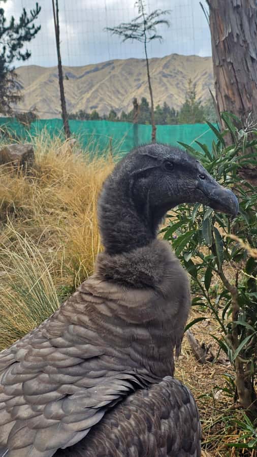 Cusco: Alpaca and Llama Farm Tour w/ Transfer & Weaving Demo - FAQ