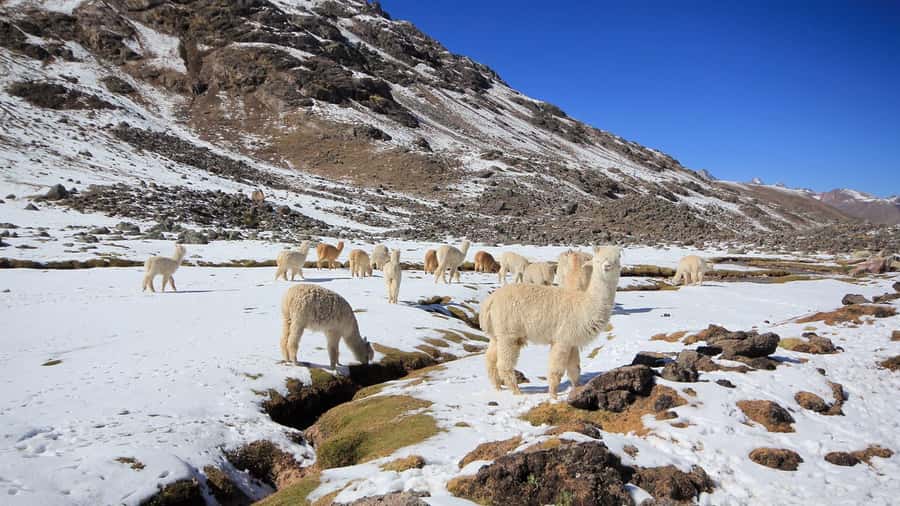 Cusco: Ausangate Tour 7 Lagoons full day - Photo stops and guided moments (plus a little freedom)