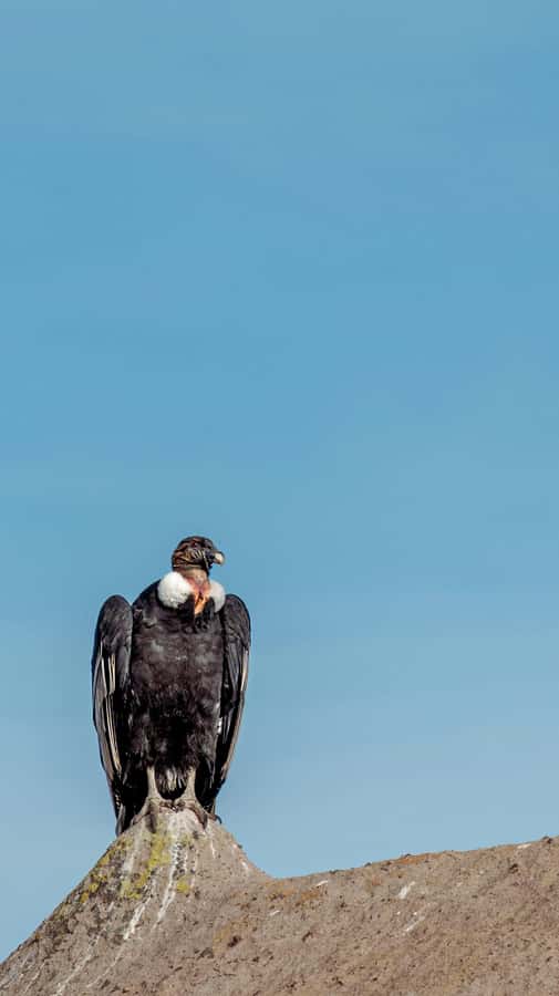 Cusco: Chonta Canyon and Condor Flight Tour with Lunch - Key things to know before you go
