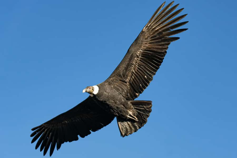 Cusco: Chonta Canyon and Condor Flight Tour with Lunch - Tarawasi near Limatambo: a ceremonial platform you can picture