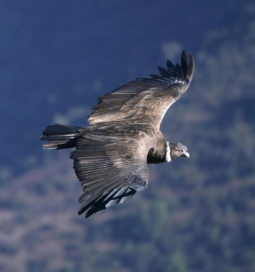 Cusco: Chonta Canyon and Condor Flight Tour with Lunch - Killarumiyoq: archaeo-astronomy before the canyon