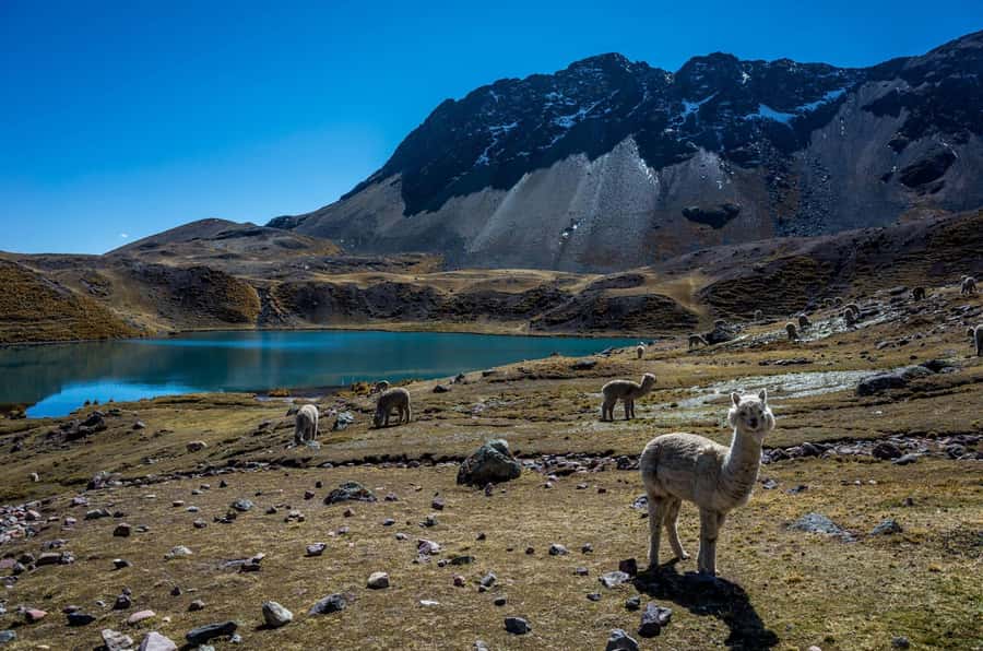 Cusco: Excursion to Ausangate 7 Lagunas + lunch - Key highlights you will feel fast