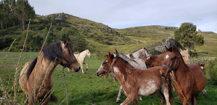 Cusco: Half-Day Horseback Riding at Devil's Balcony - Horse selection and the quick instruction that keeps it stress-free