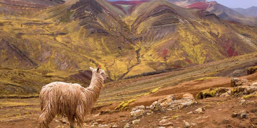Cusco : Palcoyo - Rainbow Mountain Hidden Sister - Breakfast in Cusipata, then a route stop with Checacupe and camelids